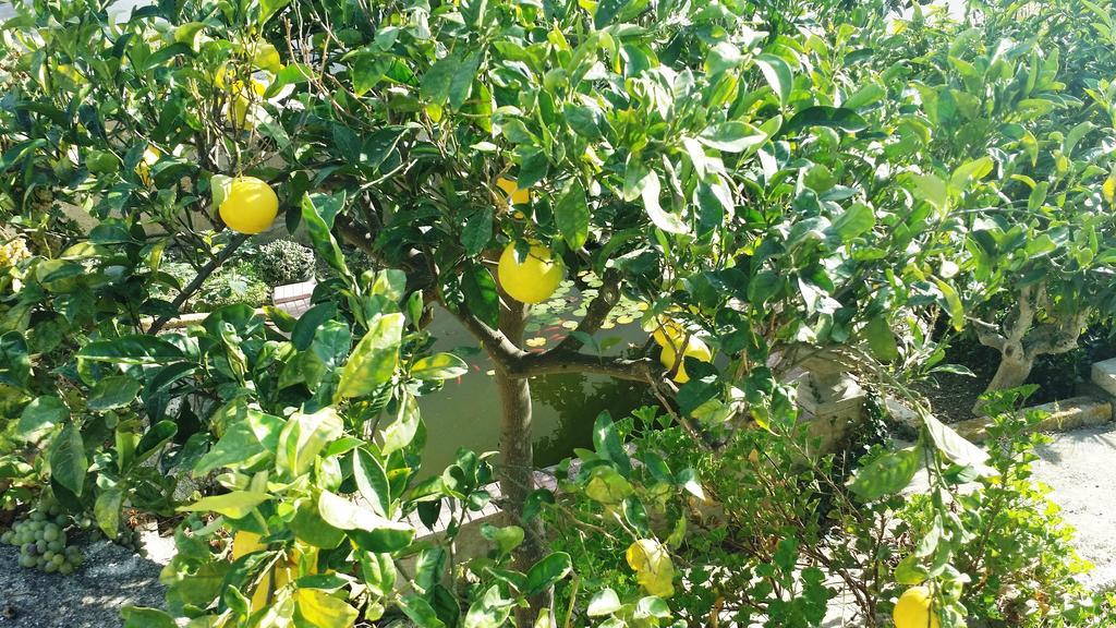 Sole E Fiori Di Sicilia Lejlighed Valderice Eksteriør billede