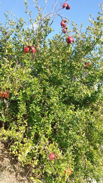 Sole E Fiori Di Sicilia Lejlighed Valderice Eksteriør billede