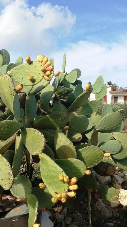 Sole E Fiori Di Sicilia Lejlighed Valderice Eksteriør billede